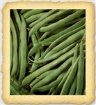 Greencrop Heirloom Bush Bean Seed