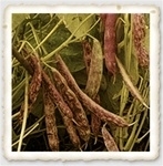 Taylor Horticulture Heirloom Snap Bush Bean Seed