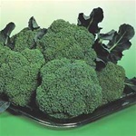 Broccoli Plants Premium Crop