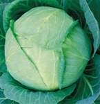 Tropic Giant Cabbage Plants
