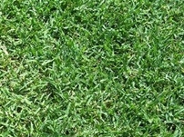 Common Hulled Bermuda Grass