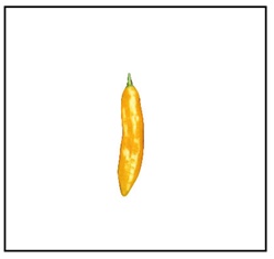 Aji Yellow Pepper