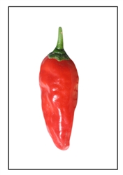 Costeno Rojo Pepper
