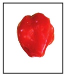 Habanero Pepper