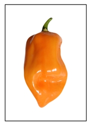 Habanero Orange Craigs Pepper