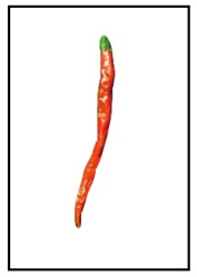 Jwala Finger Hot Indian Pepper