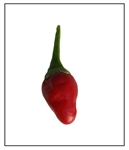 Super Chile Hot Peper Plant