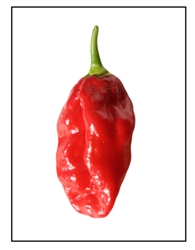 Devil's Tongue Red Pepper