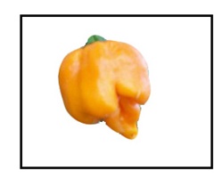 Orange Trinidad Scorpion Pepper