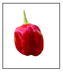 <SPAN style="FONT-FAMILY: Arial Black; COLOR: #004500; FONT-SIZE: 14pt">Habanero Red Savina</SPAN>