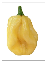 Habanero Giant White Pepper