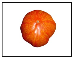 Copia Tomato