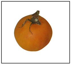 Wapsipinicon Peach Tomato