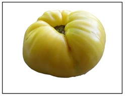 Basinga Tomato Plant