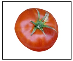 Bonnie Best Tomato Plant