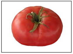 Crnkovic Yugoslavian Tomato
