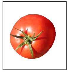 Druzba Tomato Plant