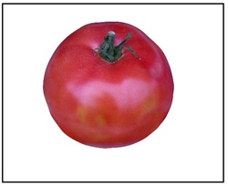 Eva Purple Ball Tomato Plant