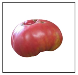 German Pink Tomato Plant