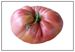 Giant Belgium Pink Tomato Plant