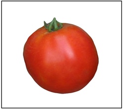 Homestead Tomato Plant