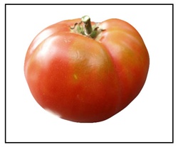 Marglobe Tomato Plant