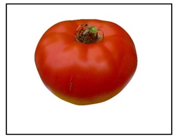 Scotia Tomato