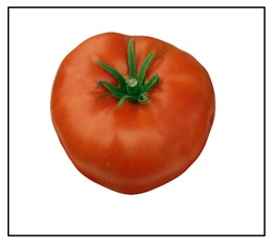 Super Sioux Tomato