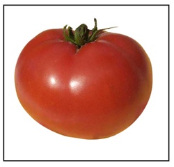 Thessaloniki Tomato