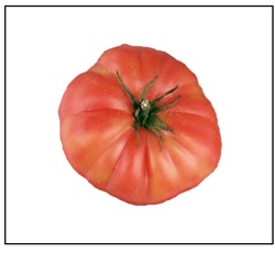 Argentina Tomato