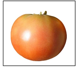Long Keeper Tomato