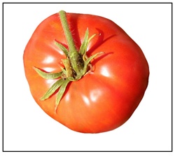 Zogola Tomato