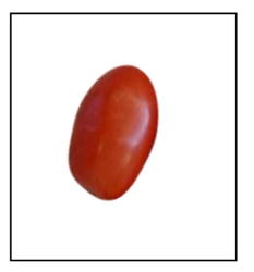 Rio - Grande Tomato