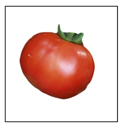 Shady Lady Tomato