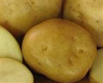 Cobbler Seed Potatoes