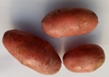 French Fingerling Seed Potatoes