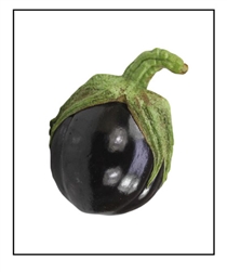 Eggplant Aswad