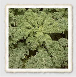 Dwarf Siberian Kale Seed