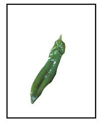 Big Chile F1 Mild Pepper Plant