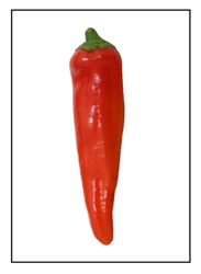 Dante's Hot Pepper