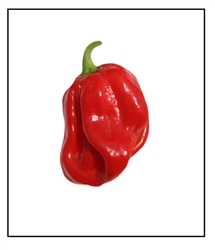 Habanero Congo Pepper
