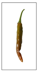 Punjab Small Hot Pepper