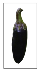Serrano Purple Pepper