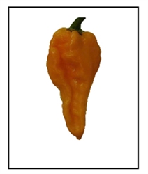 Naga Dorset Orange Pepper