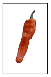 Chilhuacle Amarillo Pepper