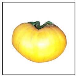 Azoychka Tomato Plant