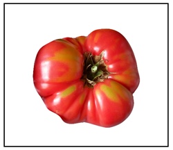 Giant Syrian Tomato Plant
