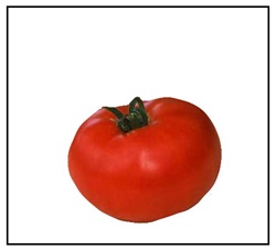 Bigger Girl Tomato