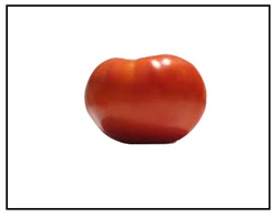 Champion II Tomato For Sale Online