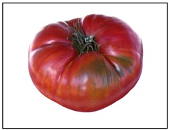 Grandfather Ashlock Tomato